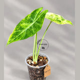 Alocasia Longiloba Aurea Live Plant (Sep-11-10)