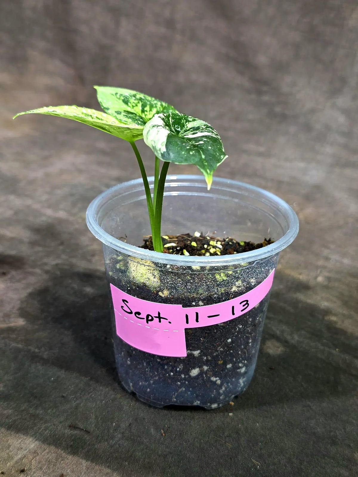 Alocasia Sinuata Aurea Live Plant (Sep-11-13-ER)