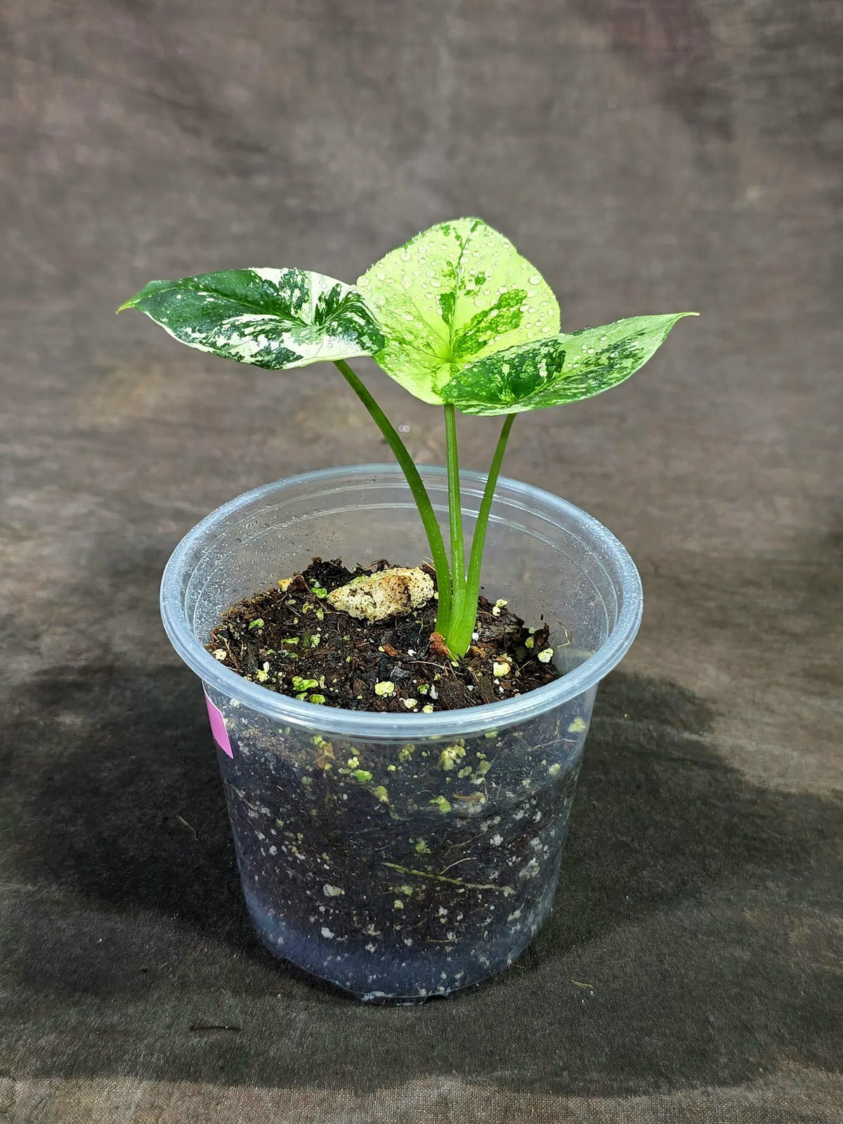 Alocasia Sinuata Aurea Live Plant (Sep-11-13-ER)
