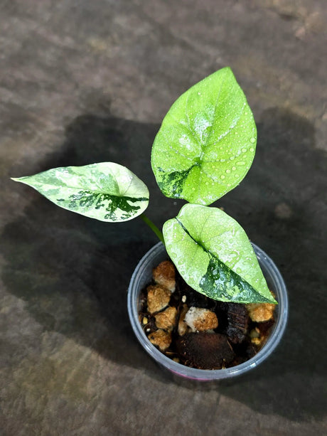 Alocasia Sinuata Aurea Live Plant (Sep-11-18-ER)