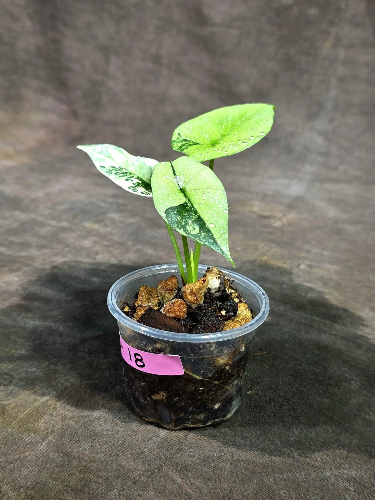 Alocasia Sinuata Aurea Live Plant (Sep-11-18-ER)