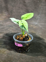 Alocasia Sinuata Aurea Live Plant (Sep-11-18-ER)