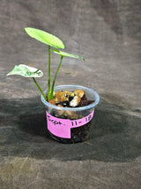 Alocasia Sinuata Aurea Live Plant (Sep-11-18-ER)