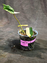 Variegated Philodendron Brown Beauty Live Plant (Sep-11-11-ER)