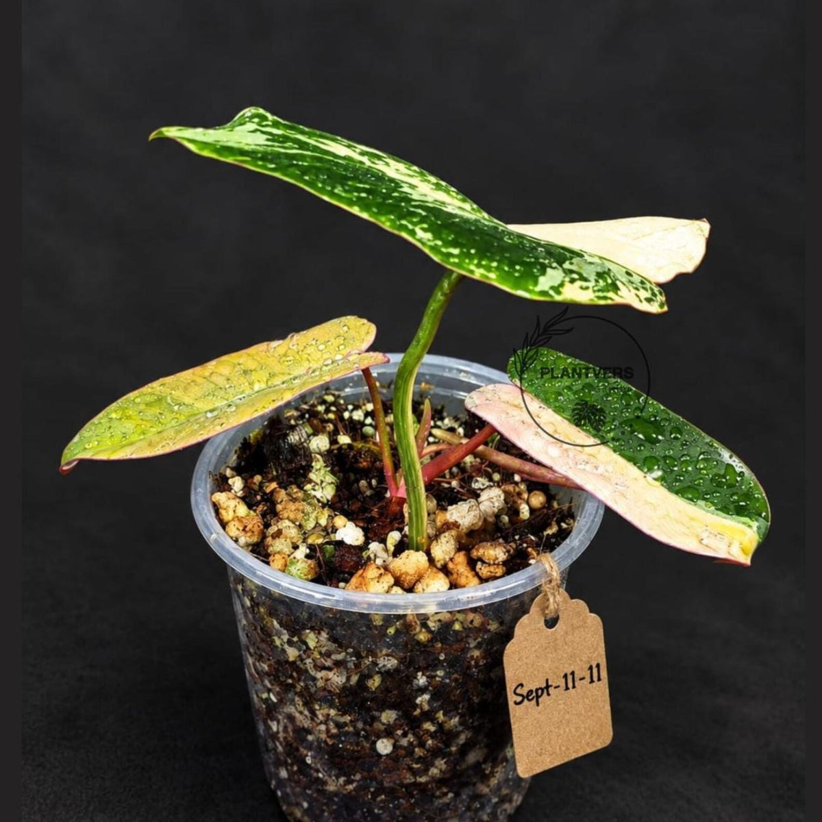 Variegated Philodendron Brown Beauty Live Plant (Sep-11-11-ER)