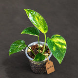 Variegated Golden Flame - Epipremnum Pinnatum (Sep-15-18)