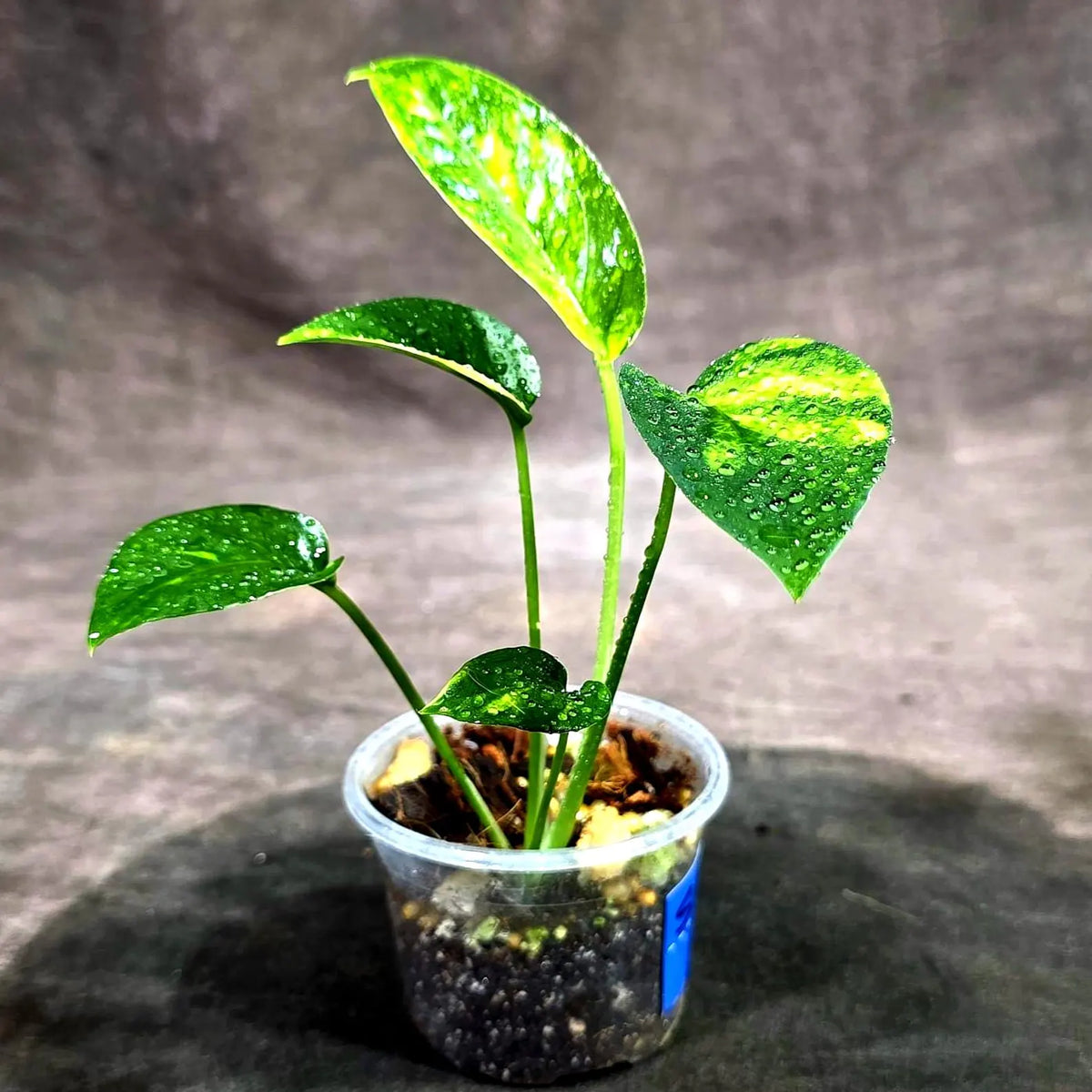 Variegated Golden Flame - Epipremnum Pinnatum (Sep-15-18)