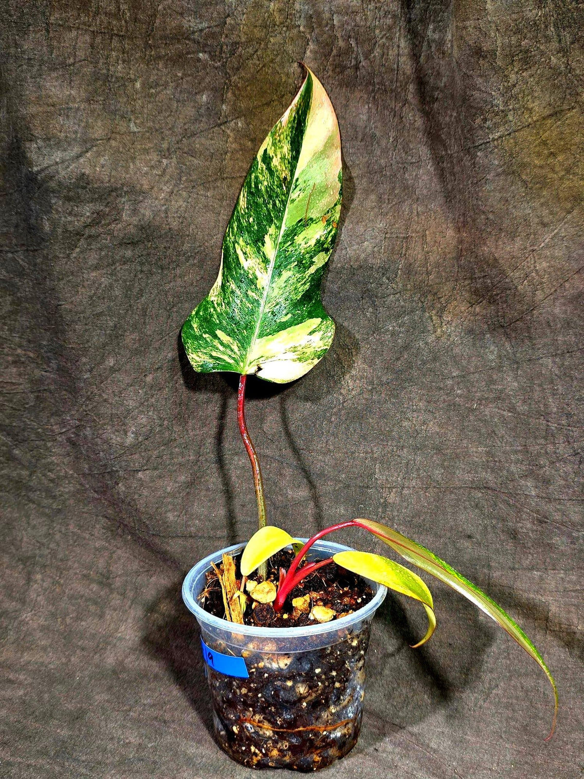Philodendron Strawberry Shake Variegated (Sep-15-19)