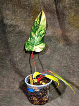 Philodendron Strawberry Shake Variegated (Sep-15-19)