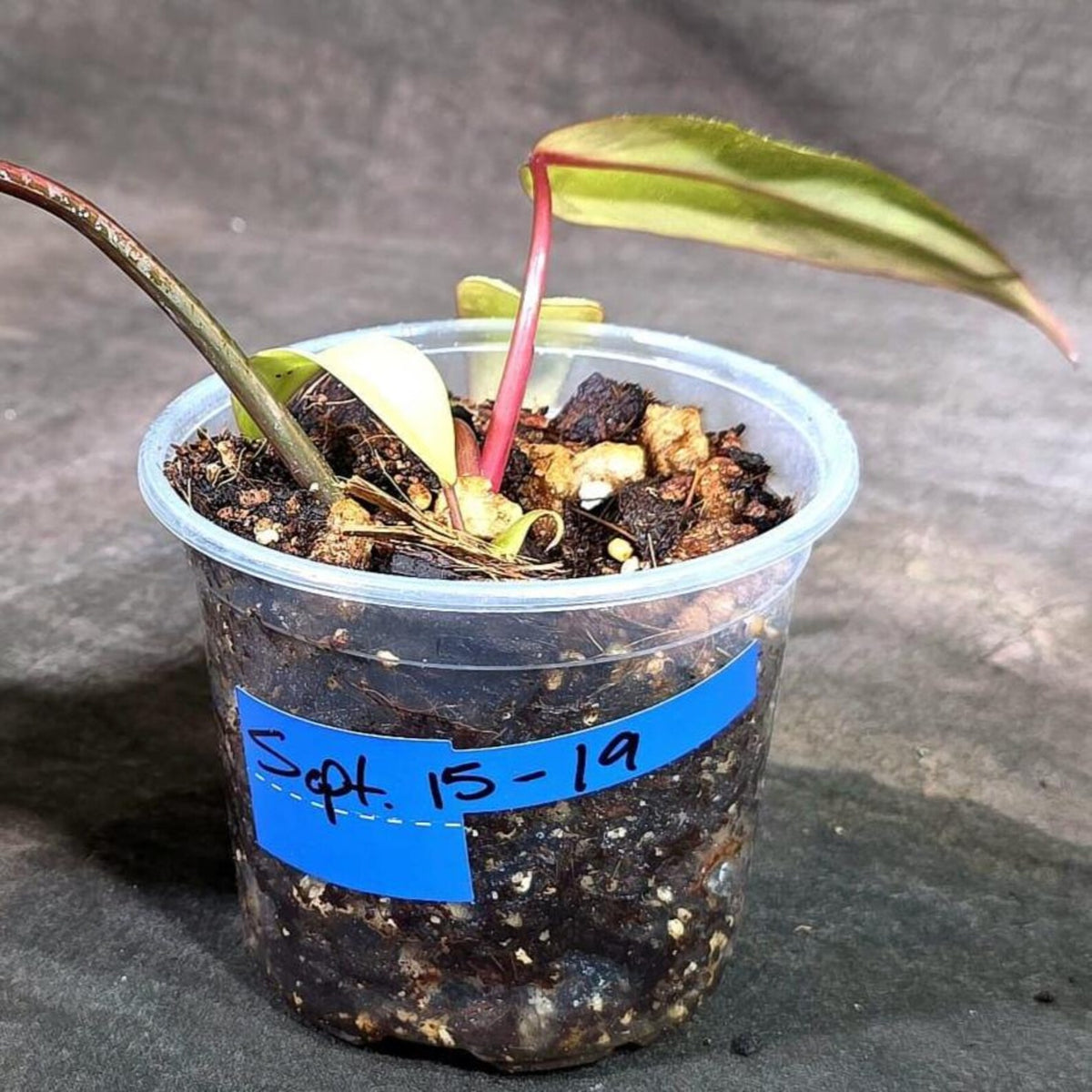 Philodendron Strawberry Shake Variegated (Sep-15-19)
