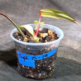 Philodendron Strawberry Shake Variegated (Sep-15-19)