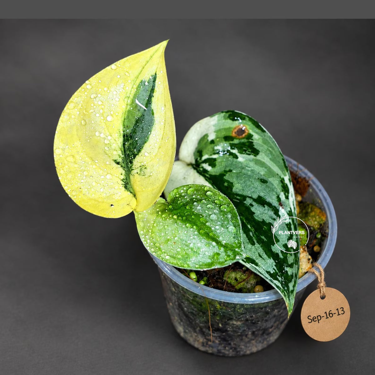 Variegated Scindapsus Mayari Plant  (Sep-16-13)