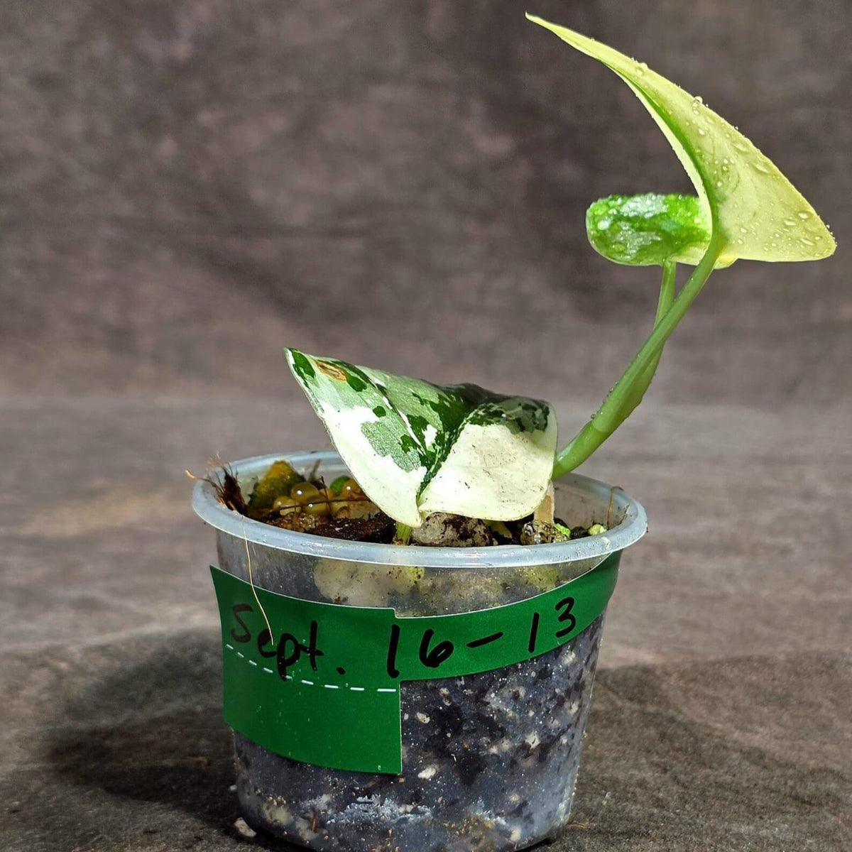 Variegated Scindapsus Mayari Plant  (Sep-16-13)