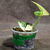 Variegated Scindapsus Mayari Plant  (Sep-16-13)