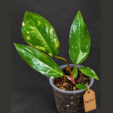 Variegated Philodendron Red Anderson - Rare Tricolor Philodendron - Collector Indoor Plant - Exotic Tropical Houseplant