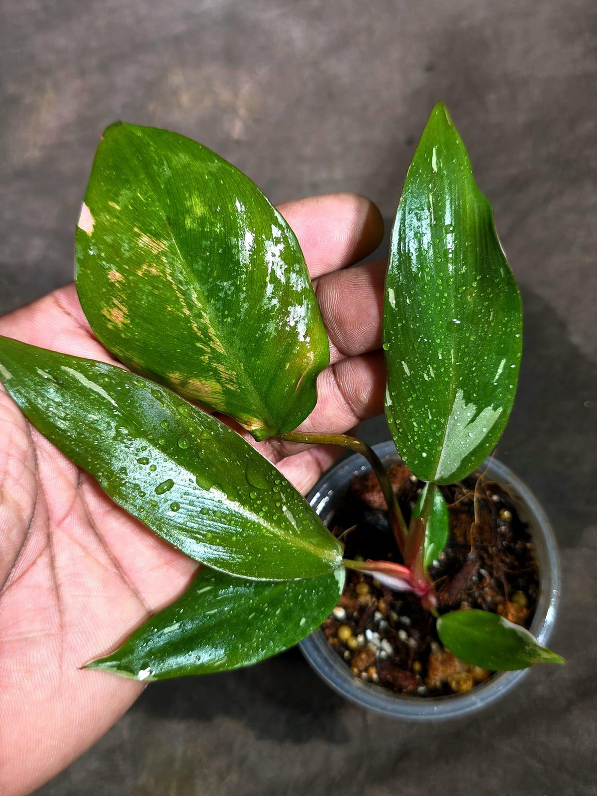 Variegated Philodendron Red Anderson - Rare Tricolor Philodendron - Collector Indoor Plant - Exotic Tropical Houseplant