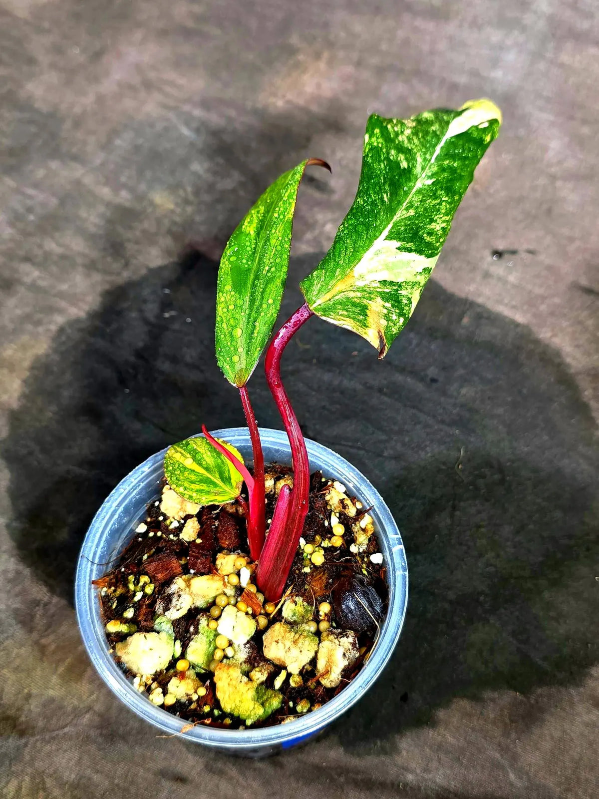Philodendron Strawberry Shake Variegated (Sep-15-22)