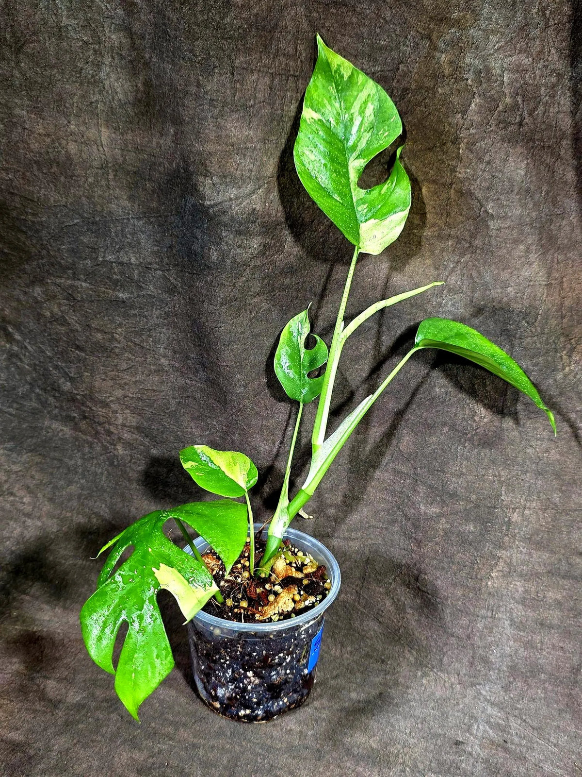 Rhaphidophora Tetrasperma Albo Variegated (Sep-15-20)