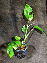 Rhaphidophora Tetrasperma Albo Variegated (Sep-15-20)