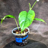 Rhaphidophora Tetrasperma Albo Variegated (Sep-15-20)