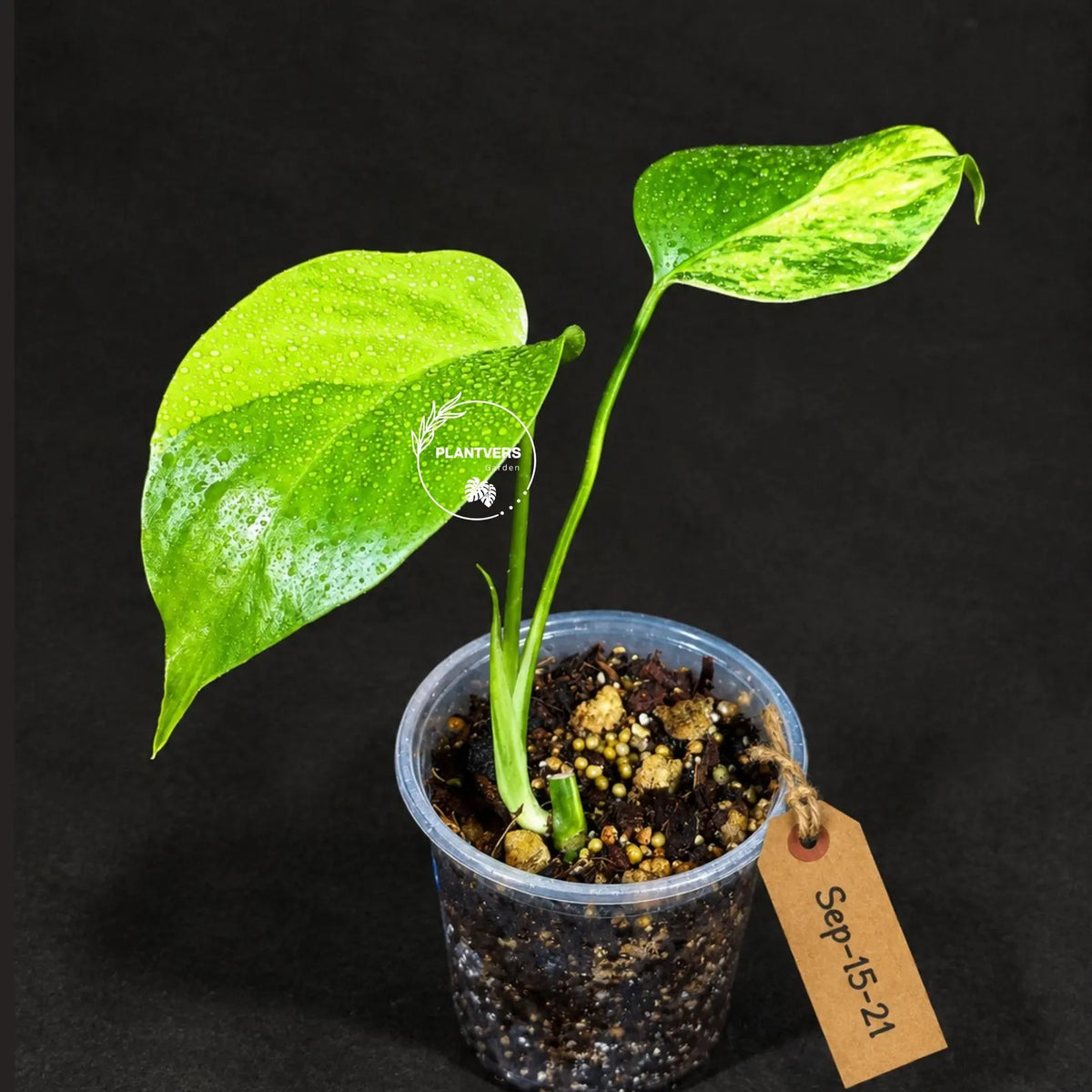 Monstera Aurea Variegated Plant - (Sep-15-21)