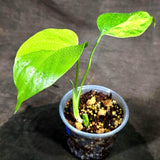 Monstera Aurea Variegated Plant - (Sep-15-21)