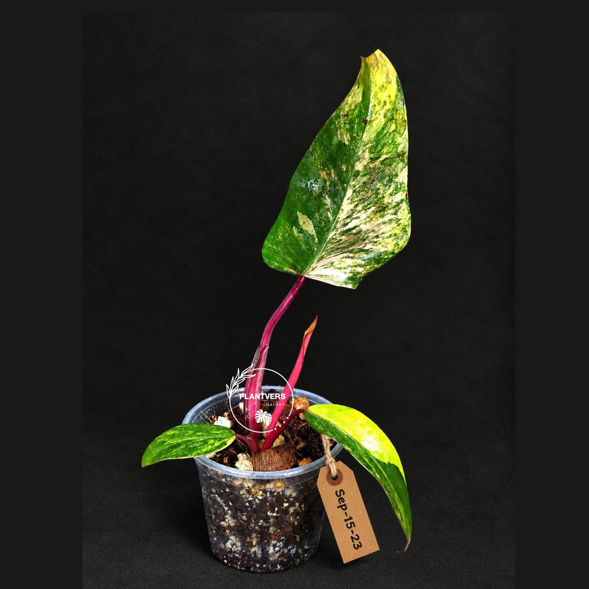 Philodendron Strawberry Shake Variegated (Sep-15-23)