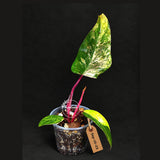 Philodendron Strawberry Shake Variegated (Sep-15-23)