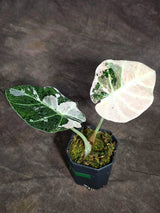Alocasia Reginula Black Velvet Pink Variegated (Sep-16-1-ER)