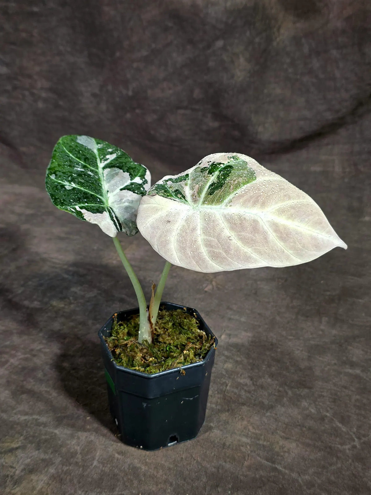 Alocasia Reginula Black Velvet Pink Variegated (Sep-16-1-ER)