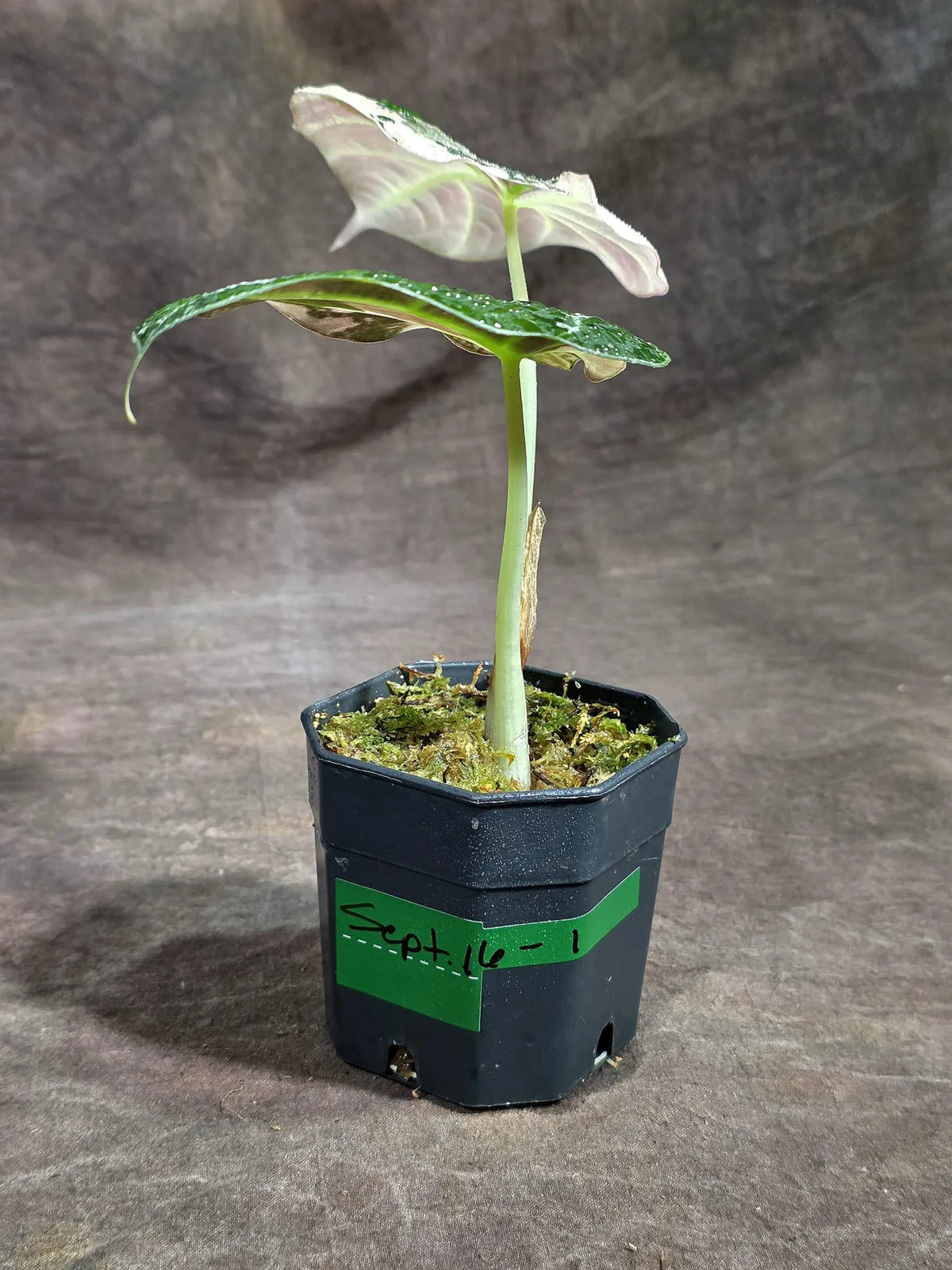 Alocasia Reginula Black Velvet Pink Variegated (Sep-16-1-ER)