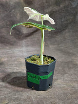 Alocasia Reginula Black Velvet Pink Variegated (Sep-16-1-ER)