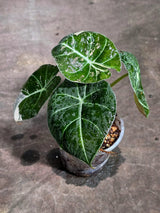 Alocasia Reginula Black Velvet Pink Variegated (Sep-16-3-ER)