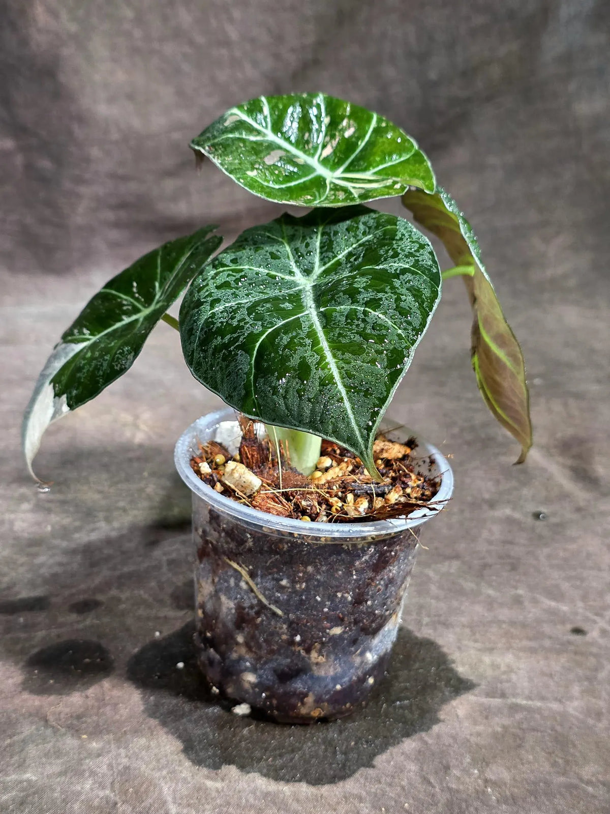 Alocasia Reginula Black Velvet Pink Variegated (Sep-16-3-ER)