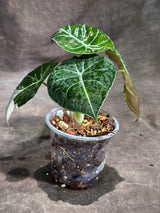 Alocasia Reginula Black Velvet Pink Variegated (Sep-16-3-ER)