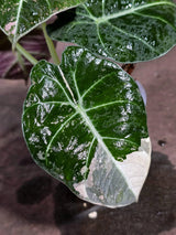 Alocasia Reginula Black Velvet Pink Variegated (Sep-16-3-ER)