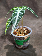 Alocasia Bambino Aurea Variegated (Sep-16-4-ER)
