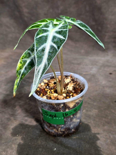 Alocasia Bambino Aurea Variegated (Sep-16-4-ER)