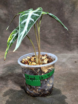 Alocasia Bambino Aurea Variegated (Sep-16-4-ER)