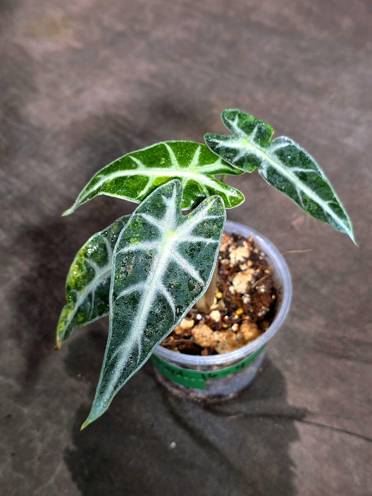 Alocasia Bambino Aurea Variegated (Sep-16-4-ER)