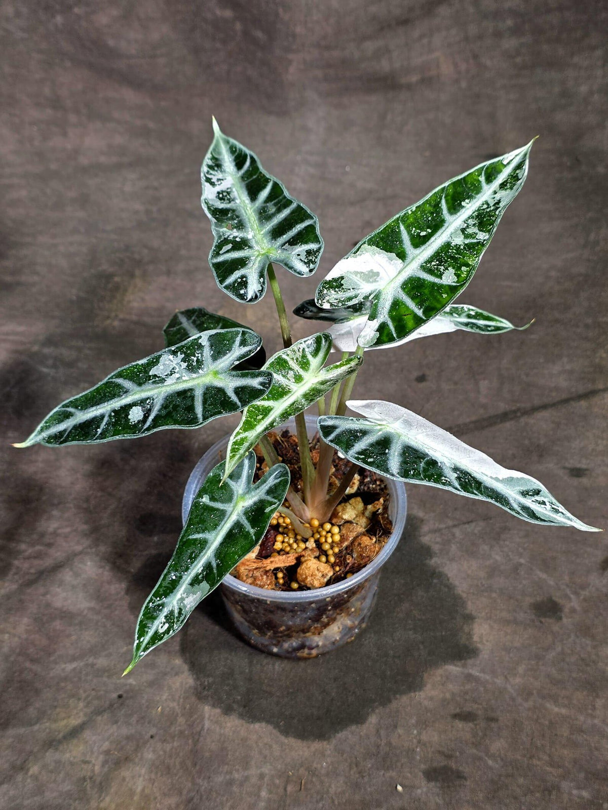Rare Variegated Alocasia Bambino Pink (Sep-16-5-ER)