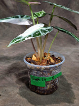Rare Variegated Alocasia Bambino Pink (Sep-16-5-ER)