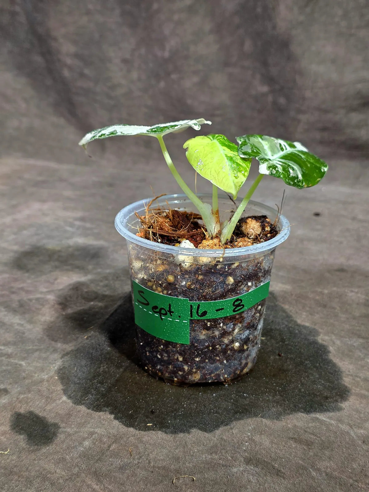 Alocasia Reginula Black Velvet Pink Variegated (Sep-16-8-ER)
