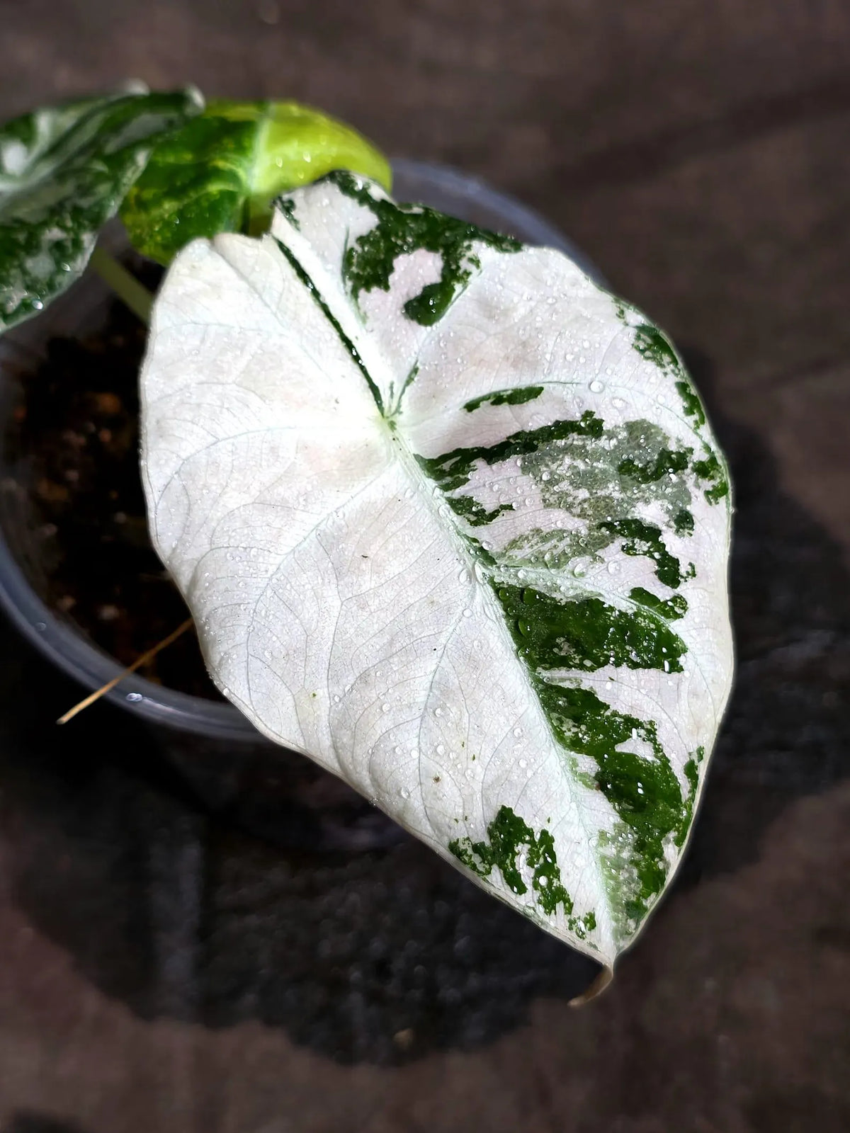Alocasia Reginula Black Velvet Pink Variegated (Sep-16-8-ER)