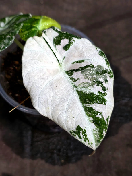 Alocasia Reginula Black Velvet Pink Variegated (Sep-16-8-ER)