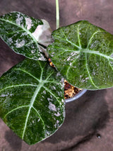 Alocasia Reginula Black Velvet Pink Variegated (Sep-16-9-ER)