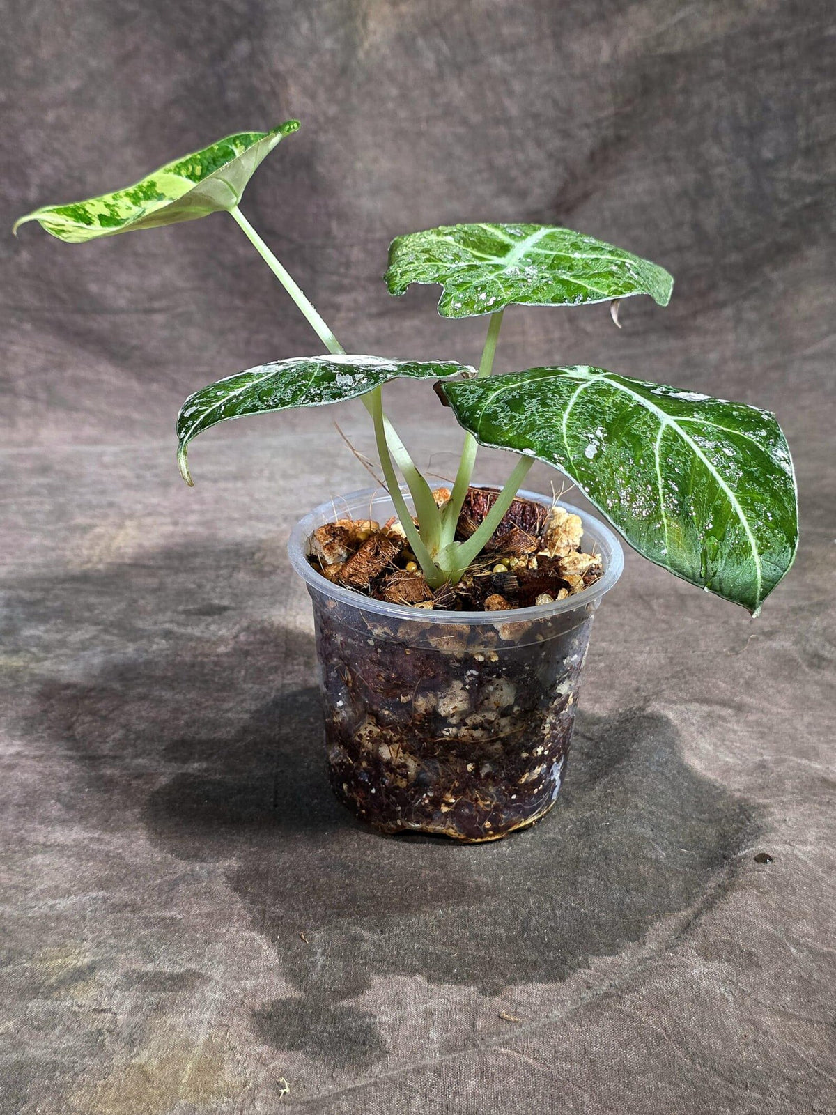 Alocasia Reginula Black Velvet Pink Variegated (Sep-16-9-ER)