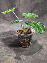 Alocasia Reginula Black Velvet Pink Variegated (Sep-16-9-ER)