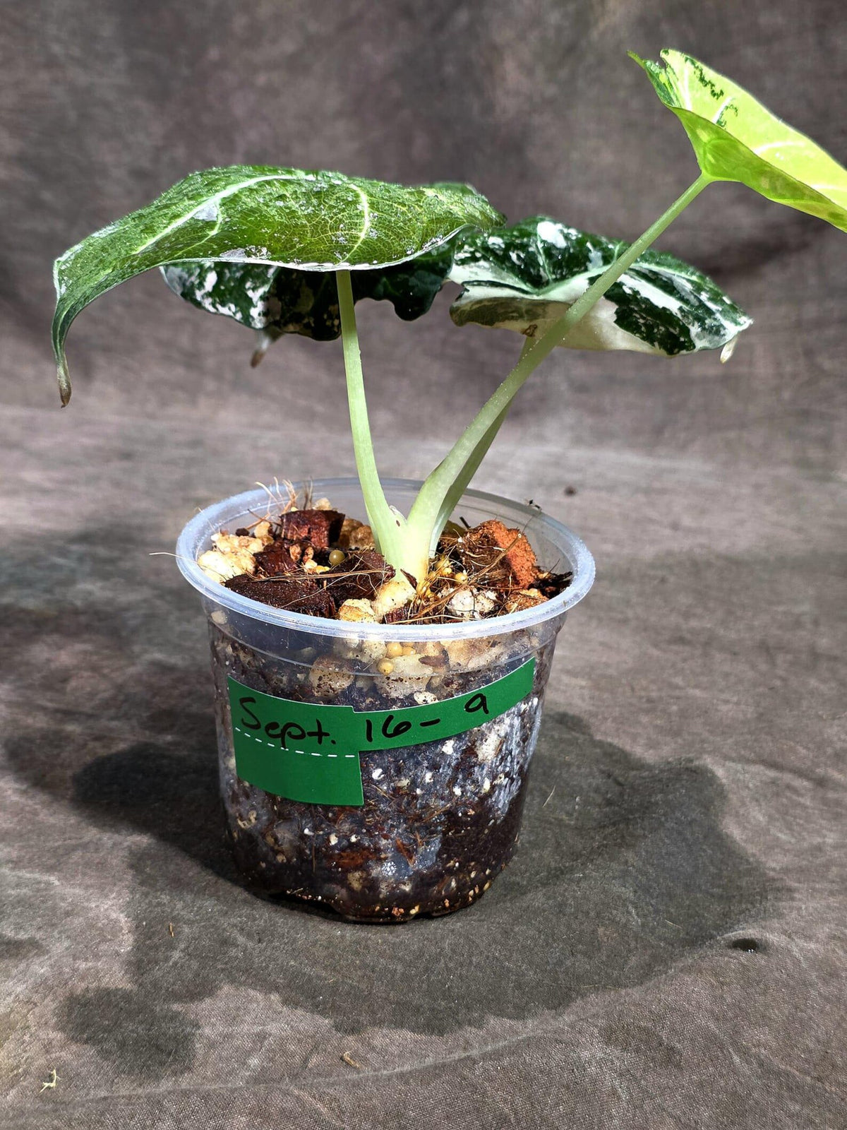 Alocasia Reginula Black Velvet Pink Variegated (Sep-16-9-ER)