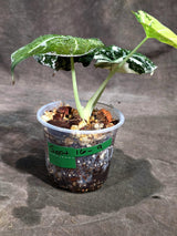 Alocasia Reginula Black Velvet Pink Variegated (Sep-16-9-ER)
